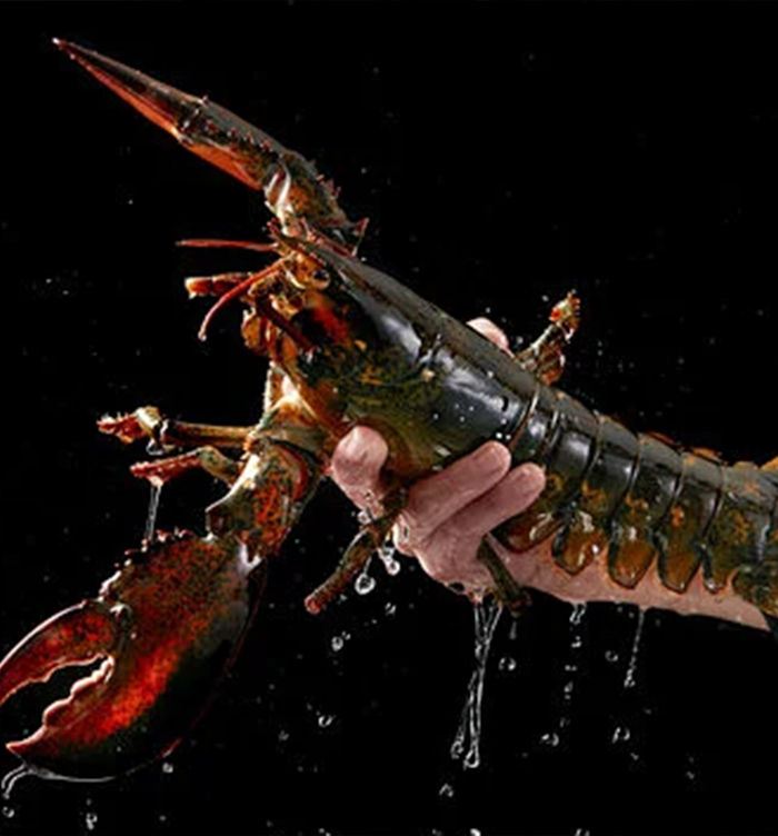 Canadian Lobster