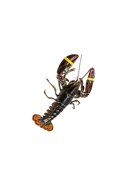 Canadian Lobster